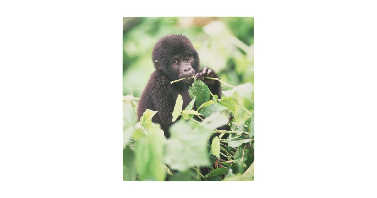 cute baby mountain gorillas