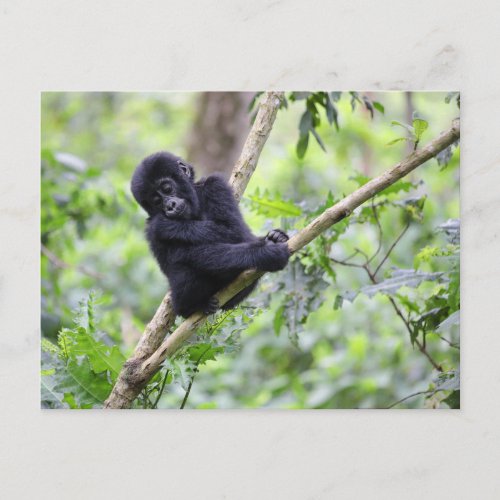 Cutest Baby Animals  Mountain Gorilla Baby Postcard