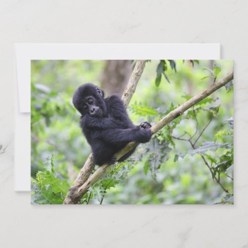 Cutest Baby Animals  Mountain Gorilla Baby Thank You Card