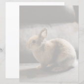 Cutest Baby Animals | Netherland Dwarf Rabbit (Front/Back)
