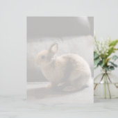 Cutest Baby Animals | Netherland Dwarf Rabbit (Standing Front)