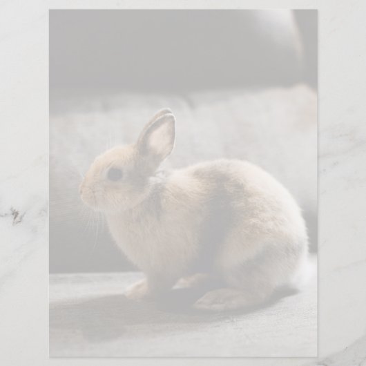 Cutest Baby Animals | Netherland Dwarf Rabbit (Front)