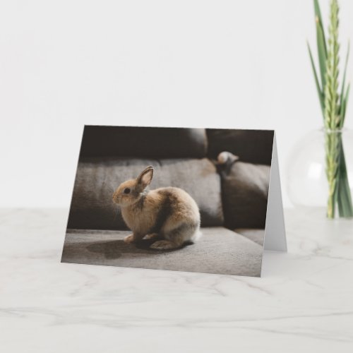 Cutest Baby Animals  Netherland Dwarf Rabbit Card
