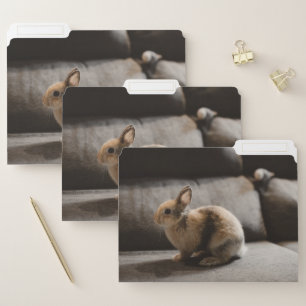 Cutest Baby Animals Netherland Dwarf Rabbit File Folder