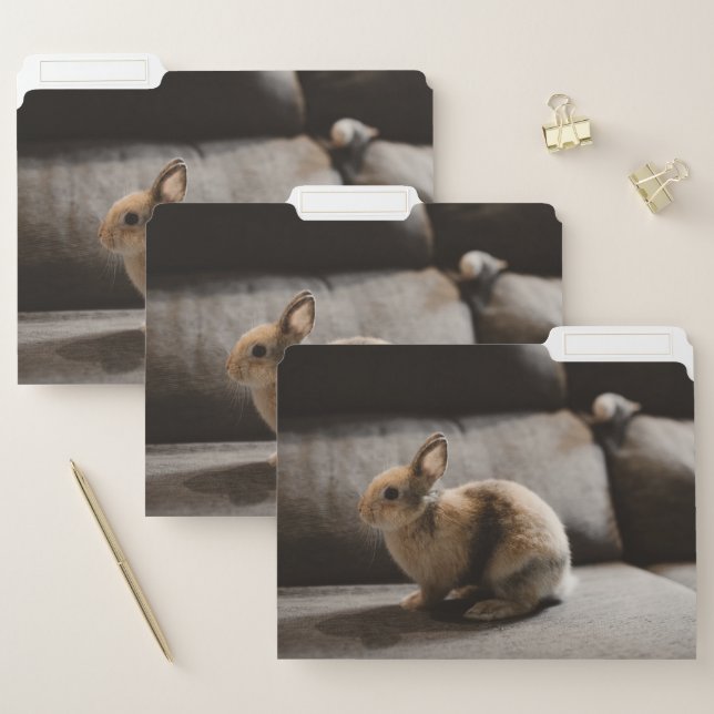 Cutest Baby Animals | Netherland Dwarf Rabbit File Folder (Set)