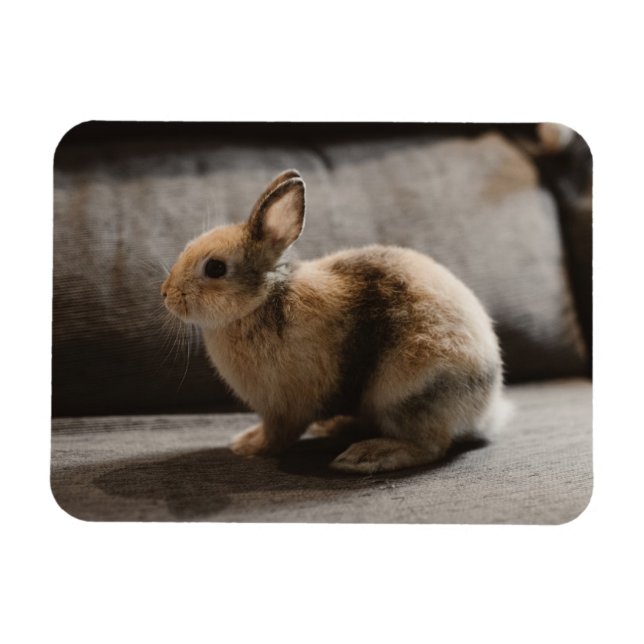 Cutest Baby Animals | Netherland Dwarf Rabbit Magnet (Horizontal)