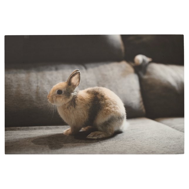 Cutest Baby Animals | Netherland Dwarf Rabbit Metal Print (Front)