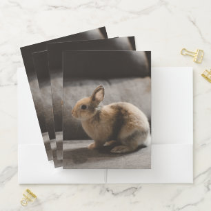 Cutest Baby Animals Netherland Dwarf Rabbit Pocket Folder