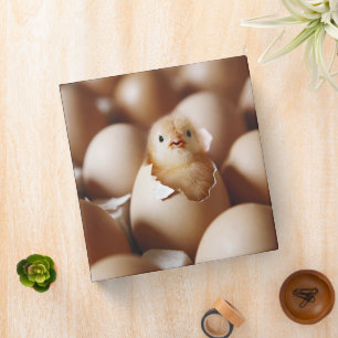 Cutest Baby Animals New Baby Chick 3 Ring Binder