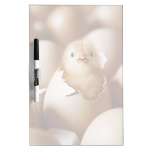Cutest Baby Animals   New Baby Chick Dry Erase Board