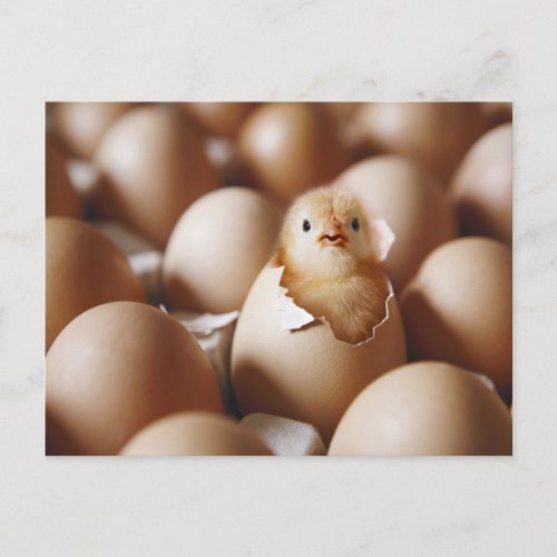 Cutest Baby Animals  New Baby Chick Postcard