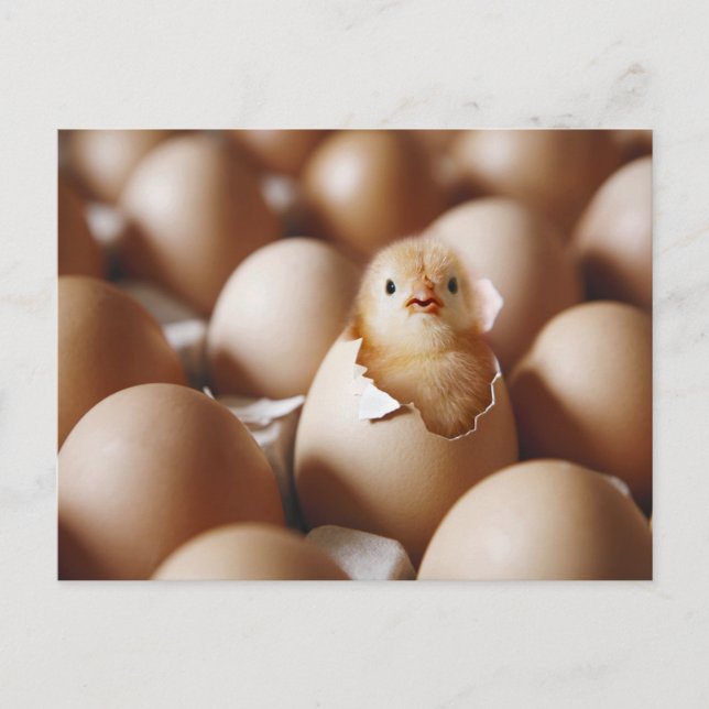 Cutest Baby Animals | New Baby Chick Postcard (Front)