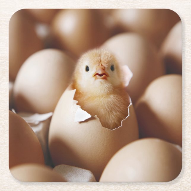 Cutest Baby Animals | New Baby Chick Square Paper Coaster (Front)