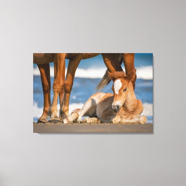 Cutest Baby Animals | Newborn Corolla Wild Horse Canvas Print (Front)
