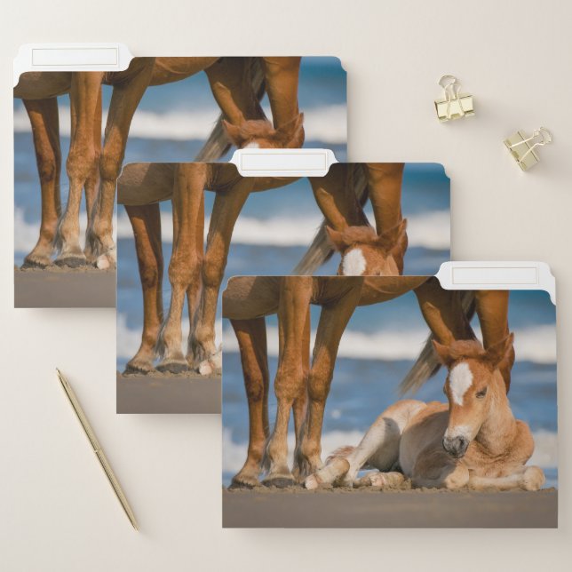 Cutest Baby Animals | Newborn Corolla Wild Horse File Folder (Set)