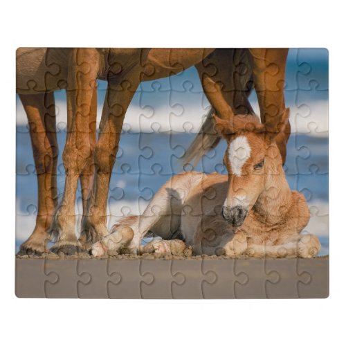 Cutest Baby Animals  Newborn Corolla Wild Horse Jigsaw Puzzle