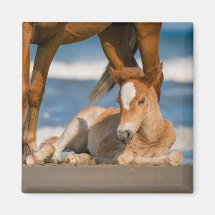 Cutest Baby Animals Newborn Corolla Wild Horse Magnet