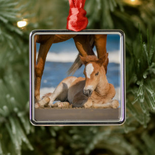Cutest Baby Animals Newborn Corolla Wild Horse Metal Ornament