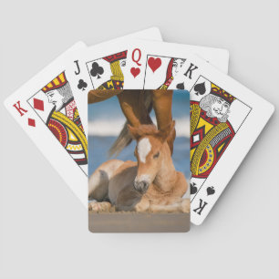 Cutest Baby Animals   Newborn Corolla Wild Horse Poker Cards