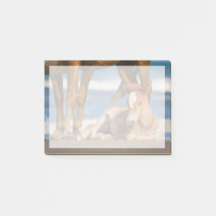 Cutest Baby Animals Newborn Corolla Wild Horse Post-it Notes