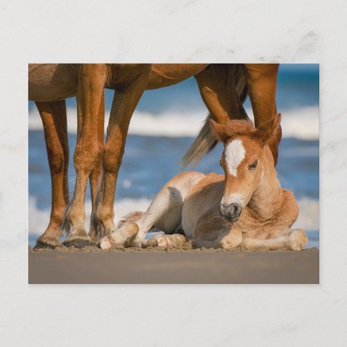 Cutest Baby Animals  Newborn Corolla Wild Horse Postcard