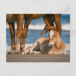 Cutest Baby Animals Newborn Corolla Wild Horse Postcard