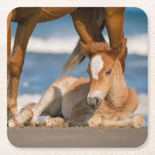 Cutest Baby Animals   Newborn Corolla Wild Horse Square Paper Coaster