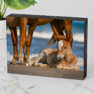Cutest Baby Animals Newborn Corolla Wild Horse Wooden Box Sign