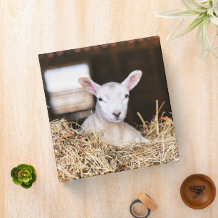Cutest Baby Animals Newborn Lamb 3 Ring Binder
