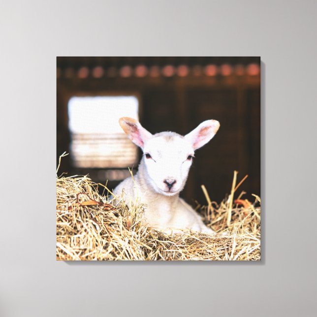 Cutest Baby Animals | Newborn Lamb Canvas Print (Front)