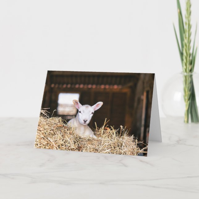 Cutest Baby Animals | Newborn Lamb Card (Front)