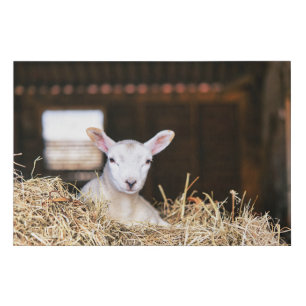 Cutest Baby Animals   Newborn Lamb Faux Canvas Print