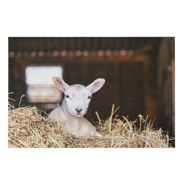 Cutest Baby Animals | Newborn Lamb Faux Canvas Print (Front)