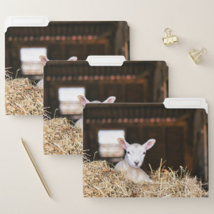 Cutest Baby Animals   Newborn Lamb File Folder
