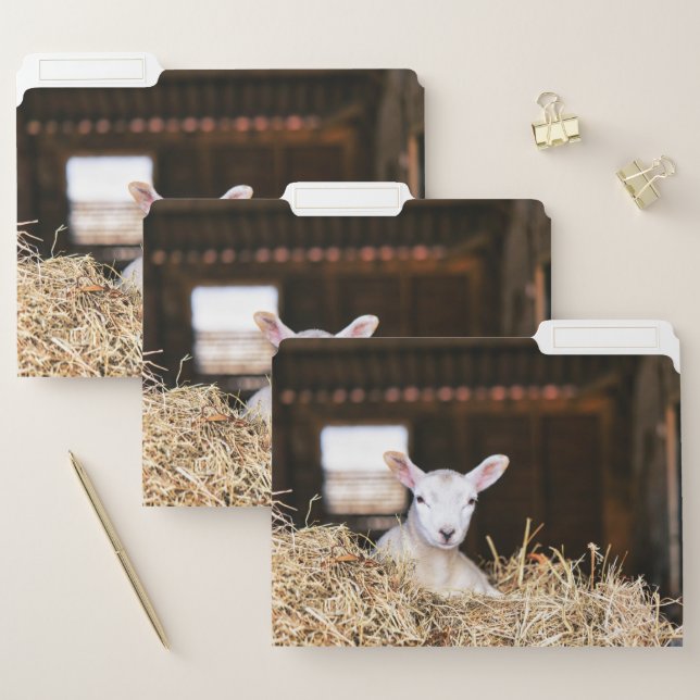 Cutest Baby Animals | Newborn Lamb File Folder (Set)