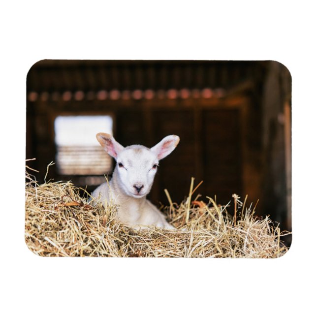 Cutest Baby Animals | Newborn Lamb Magnet (Horizontal)
