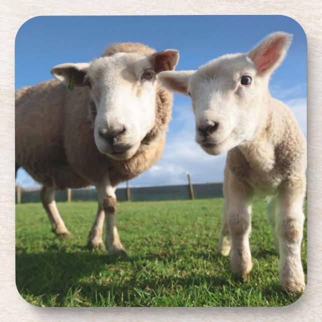 Cutest Baby Animals | Newborn Lamb & Mama Beverage Coaster (Front)