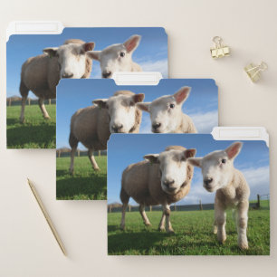 Cutest Baby Animals Newborn Lamb & Mama File Folder