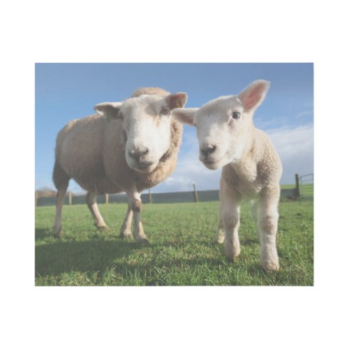 Cutest Baby Animals  Newborn Lamb  Mama Gallery Wrap