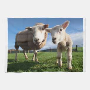 Cutest Baby Animals   Newborn Lamb & Mama Kitchen Towel