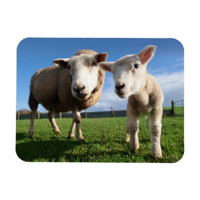 Cutest Baby Animals | Newborn Lamb & Mama Magnet (Horizontal)