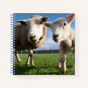 Cutest Baby Animals   Newborn Lamb & Mama Notebook