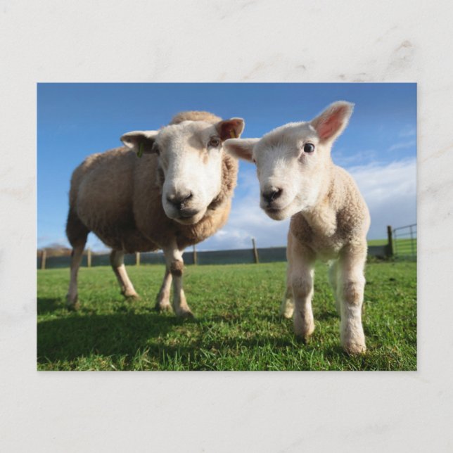 Cutest Baby Animals | Newborn Lamb & Mama Postcard (Front)