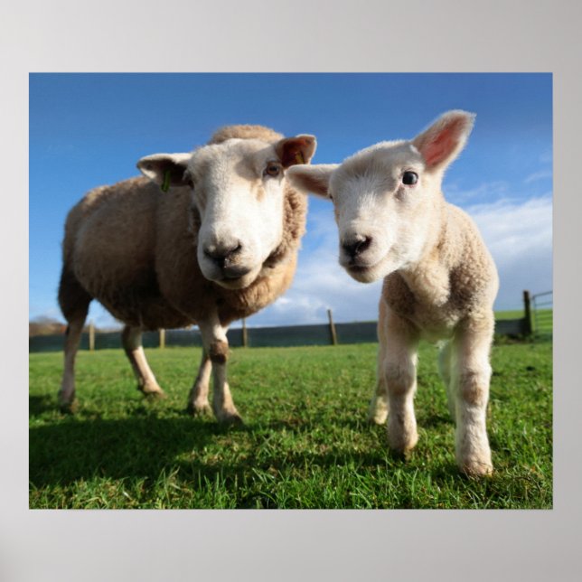 Cutest Baby Animals | Newborn Lamb & Mama Poster (Front)