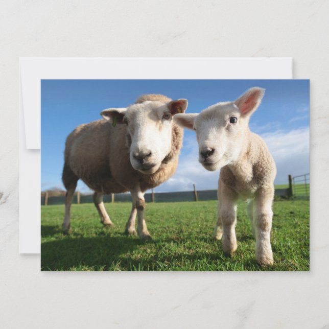Cutest Baby Animals | Newborn Lamb & Mama Thank You Card (Front)