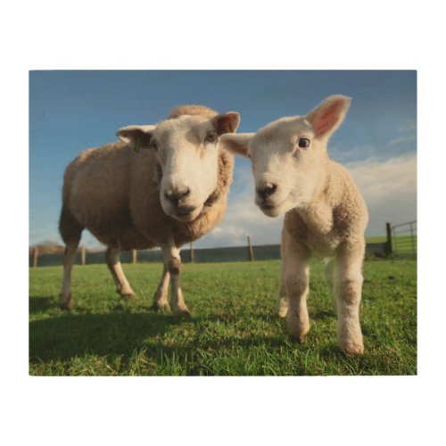 Cutest Baby Animals  Newborn Lamb  Mama Wood Wall Art