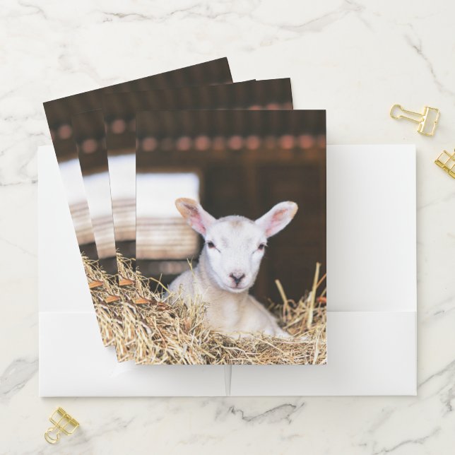 Cutest Baby Animals | Newborn Lamb Pocket Folder (In Situ)