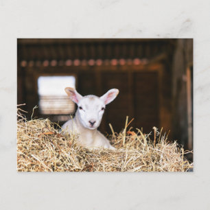 Cutest Baby Animals Newborn Lamb Postcard