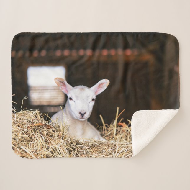 Cutest Baby Animals | Newborn Lamb Sherpa Blanket (Front (Horizontal))