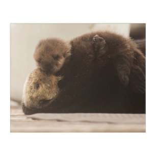 Cutest Baby Animals Newborn Otter Pup Acrylic Print
